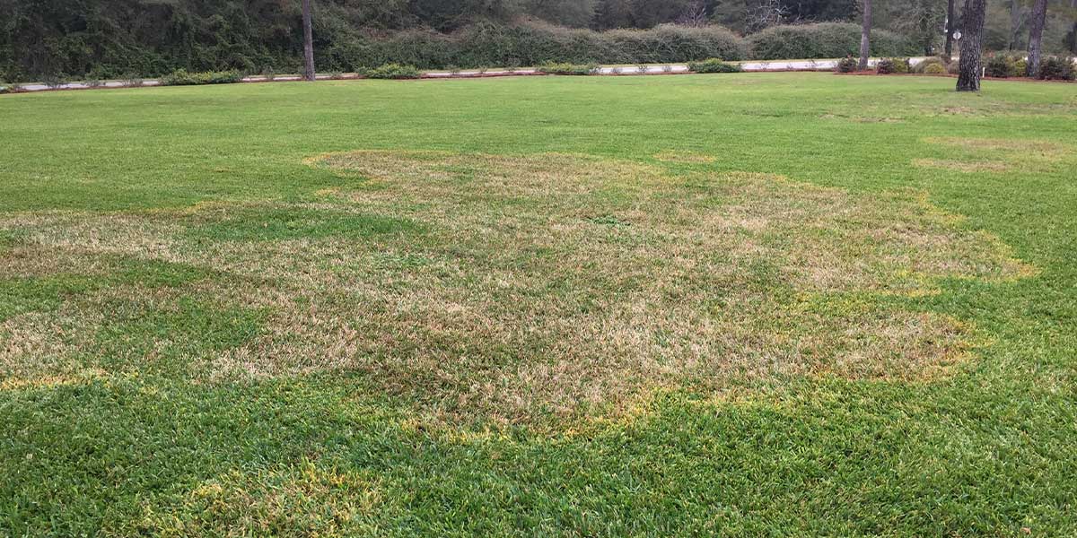 Turf Fungus Treatment Repair Needed