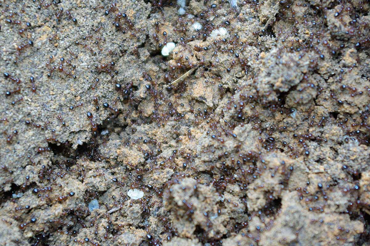 Fire Ant Colony