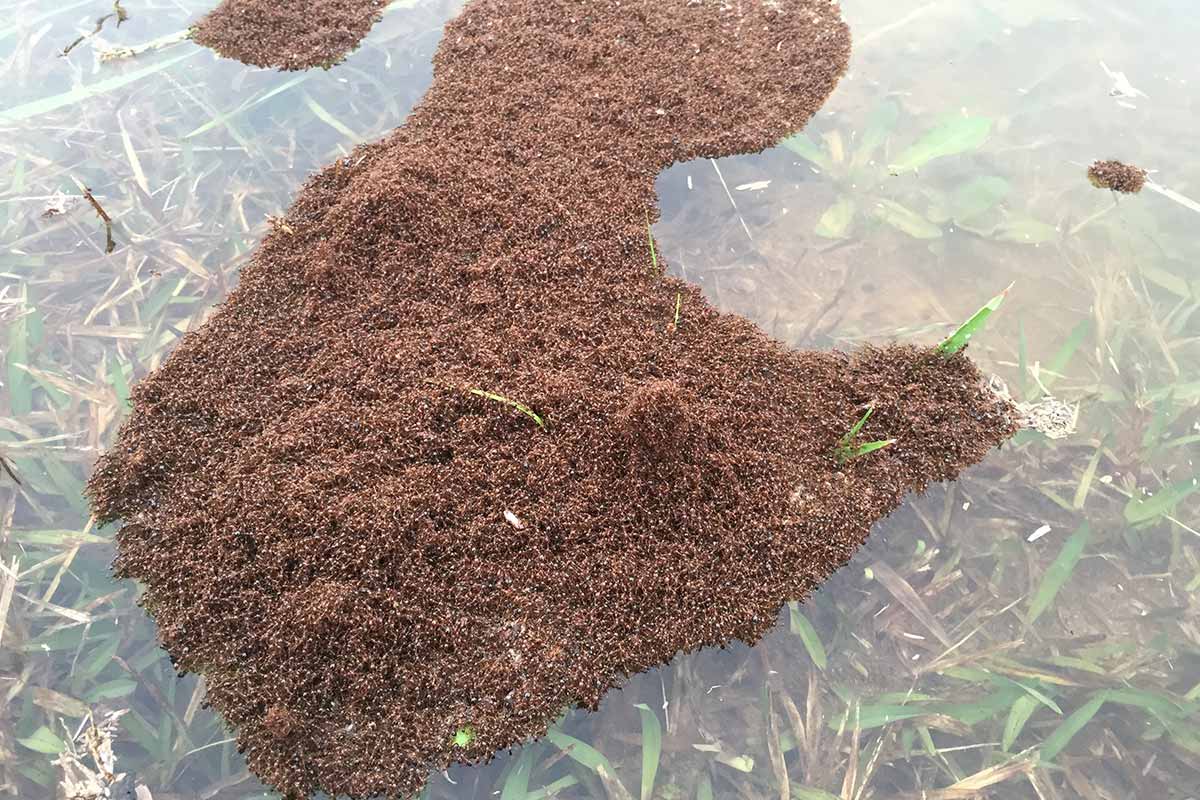 Fire Ants Build Water Raft