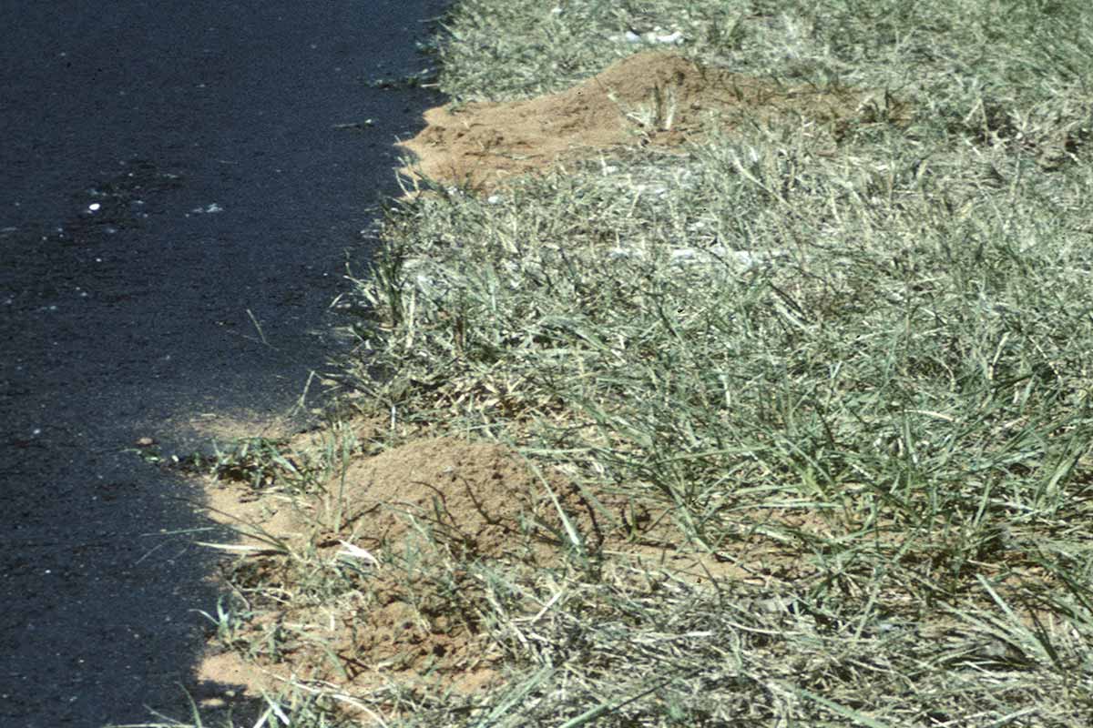 Fire Ant Mounds