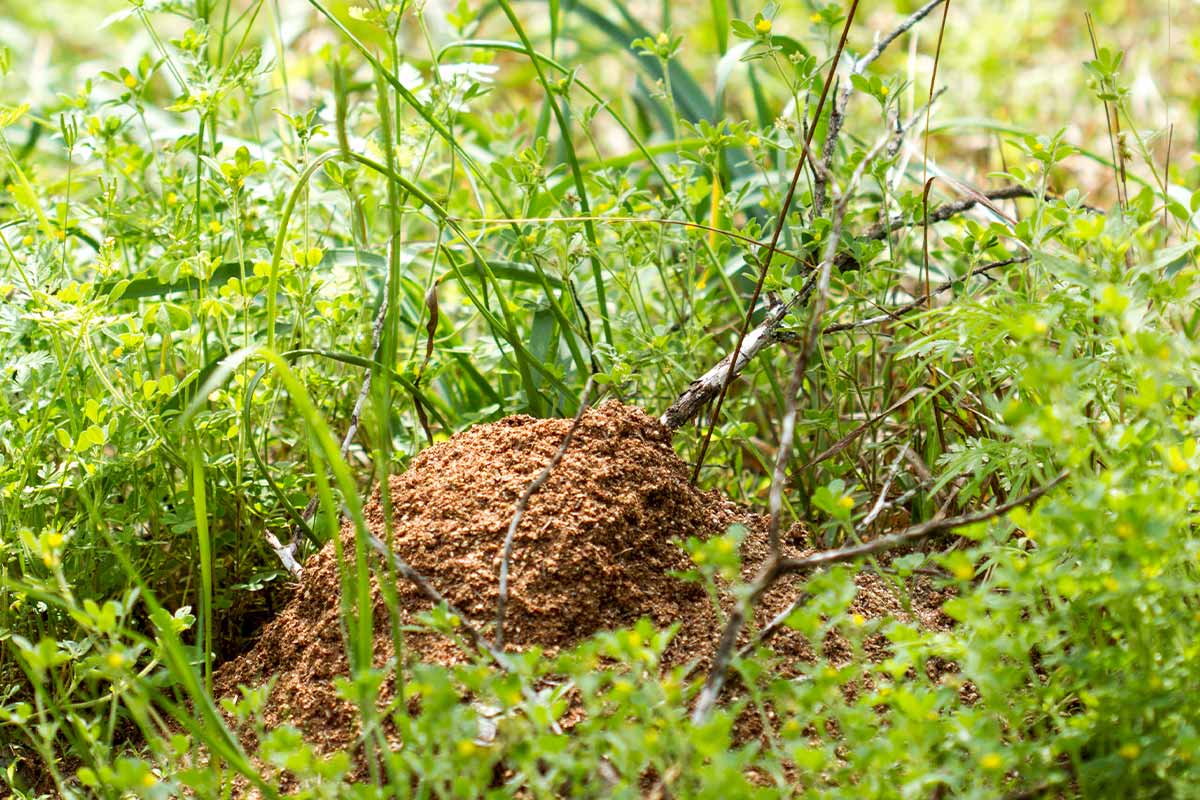 Fire Ant Mound
